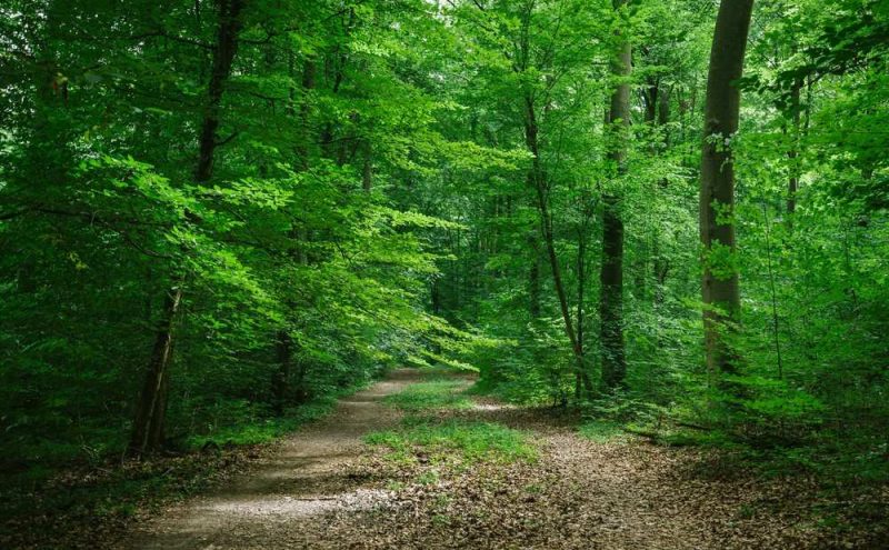 bedeutet-name-wald