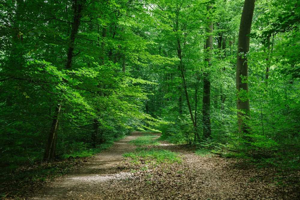 bedeutet-name-wald
