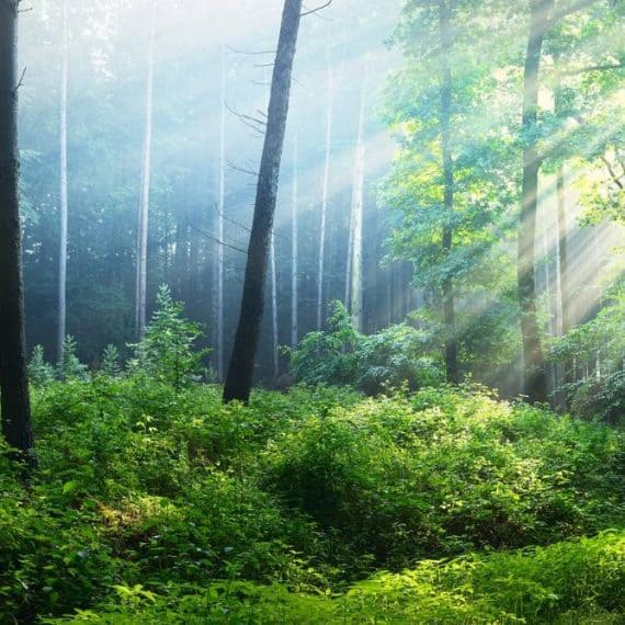 symbolisiert-wald-spirituell