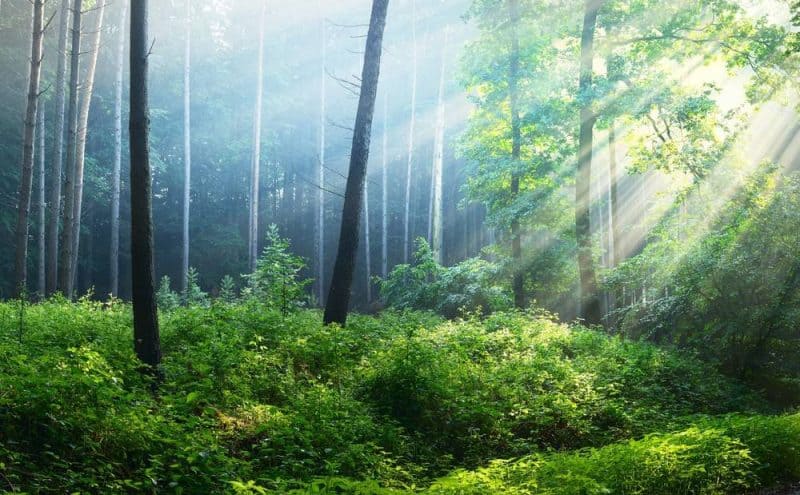 symbolisiert-wald-spirituell