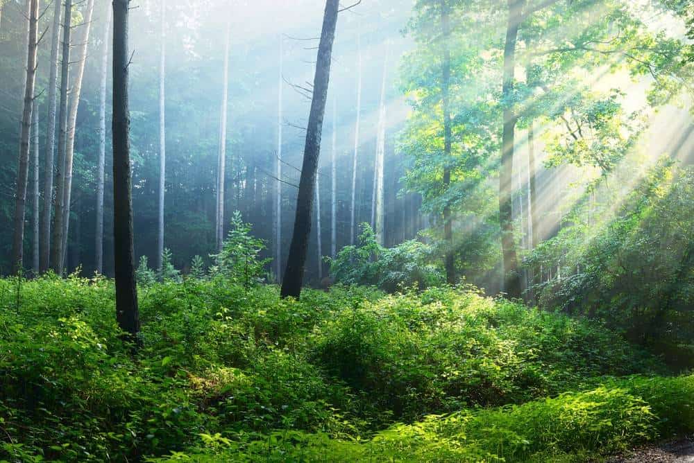 symbolisiert-wald-spirituell